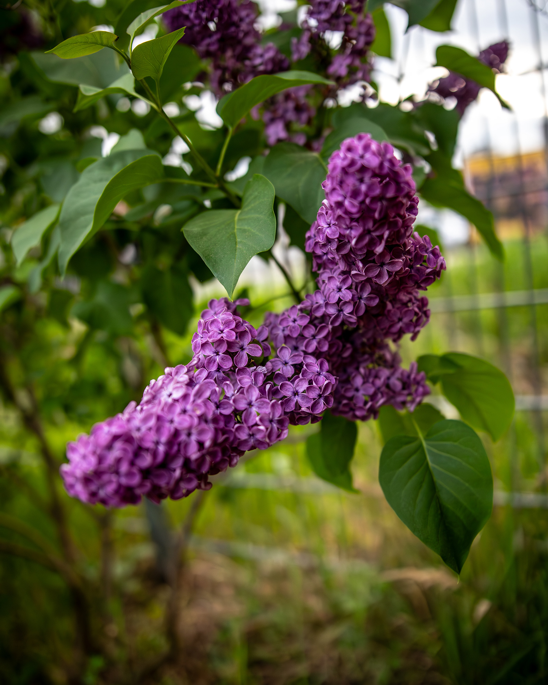 The Garden Of Unearthly Delights